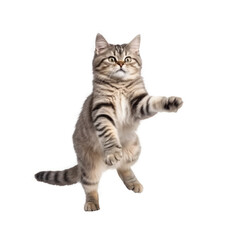 Obraz premium cat happy isolated on white.