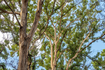 Woodland Tall Trees