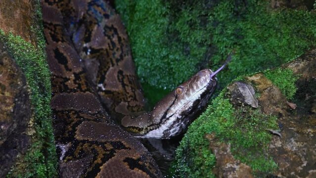 Close up view of the python
