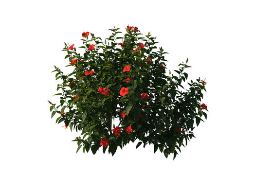 Hibiscus rosa sinensis, Chinese hibiscus, China rose, Hawaiian hibiscus, rose mallow, shoeblack plant, schrub, small tree, bush, tree, big tree, light for daylight, easy to use, 3d render, isolated