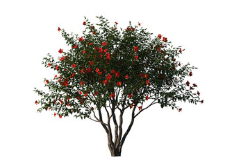 Fototapeta premium Hibiscus rosa sinensis, Chinese hibiscus, China rose, Hawaiian hibiscus, rose mallow, shoeblack plant, schrub, small tree, bush, tree, big tree, light for daylight, easy to use, 3d render, isolated
