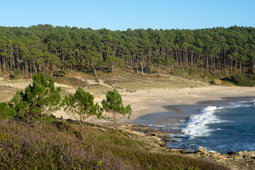 Fototapeta na wymiar Melide beach surrounded by a pine forest in Home Cape natural zone at sunset in Rias Baixas. Pontevedra, Galicia, Spain.