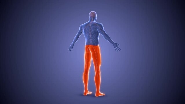 Paraplegia paralysis condition medical concept