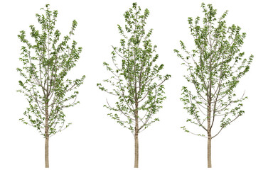 Obraz premium Collections tropics green trees shapes set cutout transparent backgrounds png