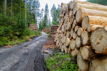Forstweg durch einige riesige Stapel aus Fallholz im Zillertal
