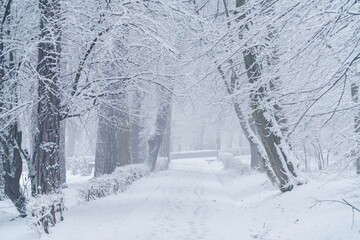 Snow covered winter park during snowfall