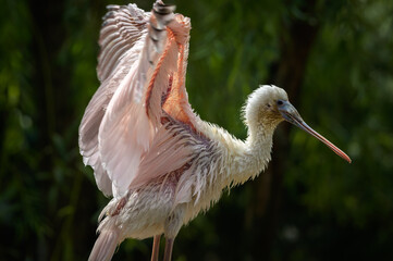 Portrait of Roseate Spoonbill also known as Platalea Ajaja wading in a swamp with outstretched wings
