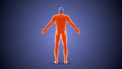 Obraz premium Quadriplegia paralysis condition medical concept