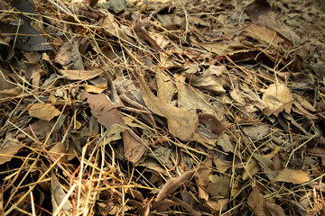 Autumn Leaves and Grass