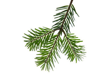 Christmas tree branch isolated on white transparent background, PNG. Xmas spruce, green fir pine twig closeup