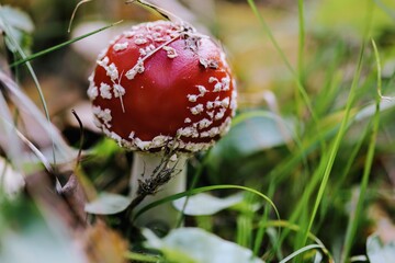 red mushroom in the grass