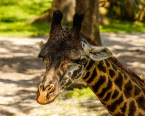 giraffe in zoo