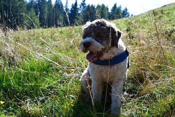 Fototapeta premium Portrait eines Lagotto Romagnolo Hundes