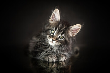Fototapeta premium Maine Coon kittens, beautiful photos of cats in the studio on a black background