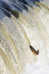 Atlantischer Lachs beim Sprung über den Wasserfall