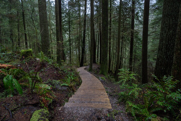 Obraz premium Stair path in the rainforest