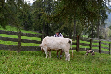 Mann und sein Lagotto Romagnolo Hund begegnen einer Kuh auf einer Viehweide auf dem Salten in...