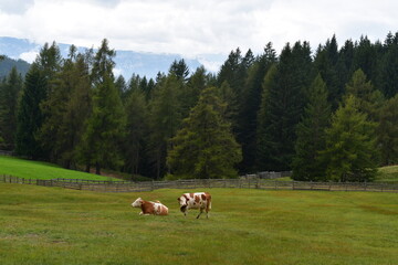 Kühe auf der Weide am Salten in Südtirol 