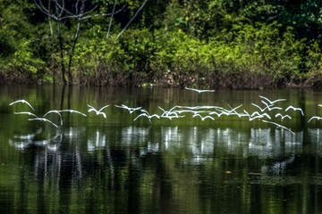 Lago do Cunia e porto velho Rondonia Brasil Floresta amazoniaca 