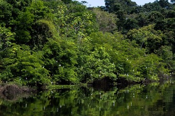 Fototapeta na wymiar Lago do Cunia e porto velho Rondonia Brasil Floresta amazoniaca 