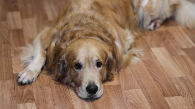 A golden retriever dog is lying on the floor at home with sad eyes. portrait of a cute sad dog. The dog is waiting
