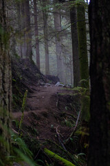 morning in the woods