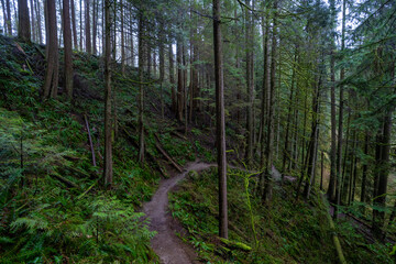 Rain Forest Capilano Park North Vancouver Canada