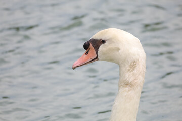 Close up White goose is beautiful in river