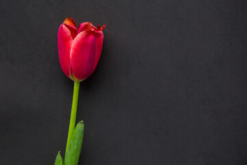 Red tulip on black paper background. Valentine's Day or Mother's Day greeting card