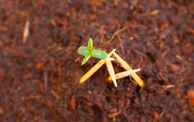 Germination of a plant from a seed. A young plant growing in sunlight. Germination of microgreens.