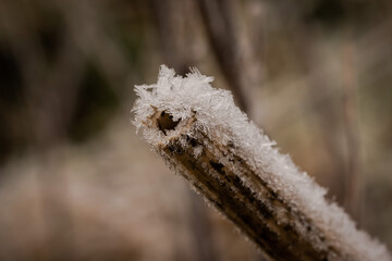 Snow and ice on branch
