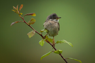 Bird on branch