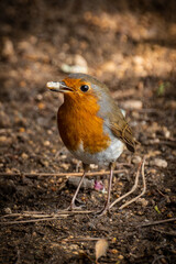 robin on the ground