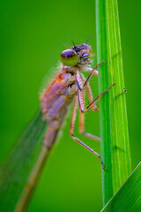 dragonfly on a leaf