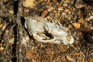 A small animal skull, possibly a lamb, covered in ants, in the arid fields of Alentejo.