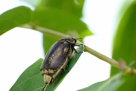 Black june beetle eat green leaf. Close up of summer chafer