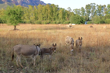 herd of donkeys with offspring in sardinia