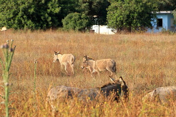 herd of donkeys with offspring in sardinia