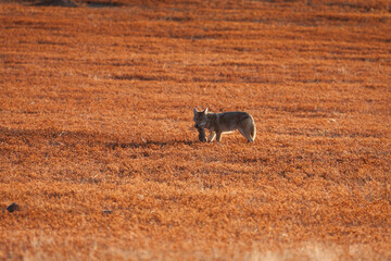 coyote with prairie dog meal