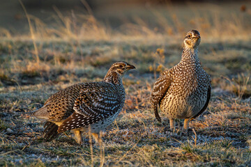 Sharp tailed Grouse on a Lek