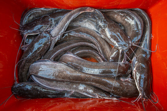 Clarias gariepinus or African sharptooth catfish - species of catfish (Clarias batrachus) at fish market