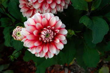 Kwiaty dalii w ogrodzie © Mateusz