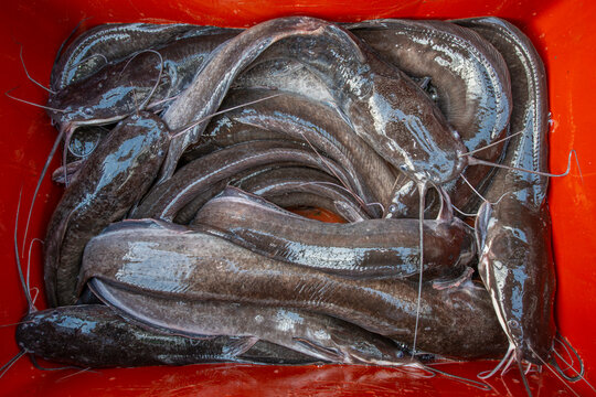 Clarias gariepinus or African sharptooth catfish - species of catfish (Clarias batrachus) at fish market