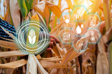 Farmer checking corn crop cultivated field with smart farming interface icons. Smart and new...