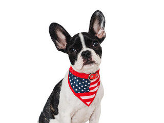 Cute puppy and a collar in the colors of the American Flag. Studio shot. Isolated background. Close-up, indoors. Day light. Concept of care, education, obedience training and raising pet