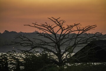 Naklejka premium Porto velho rondonia 