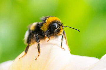 Bumblebee on a flower macro. Bumblebee collects flower nectar.