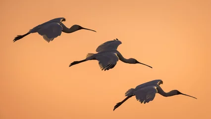 Tuinposter African Spoonbill in flight at sunrise over the Chobe River, Chobe National Park, Botswana. © David W Shaw
