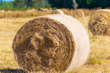 Cosecha de pasto en Puerto Octay!!!