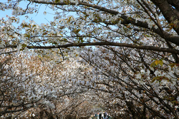 仁和寺の御室桜